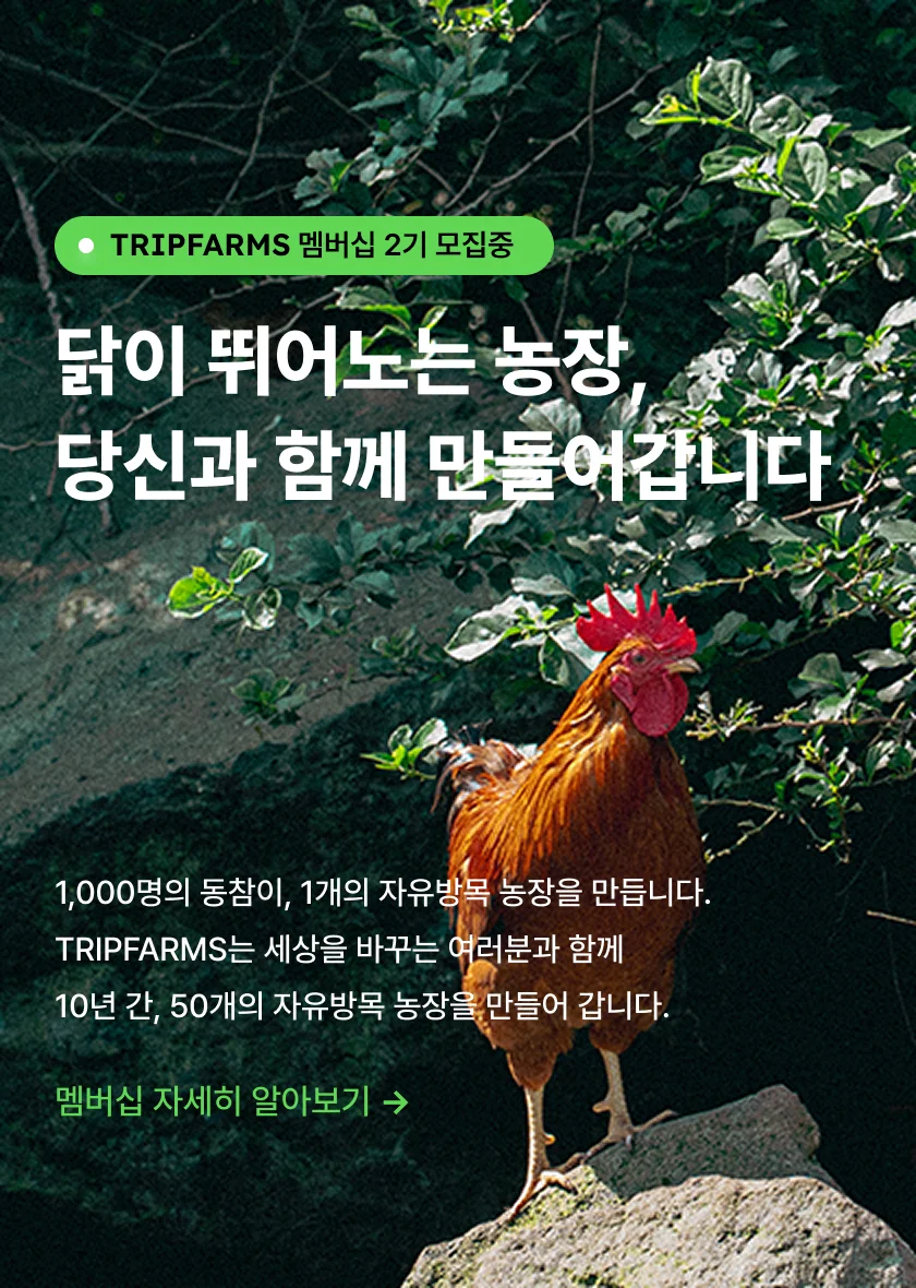 메인배